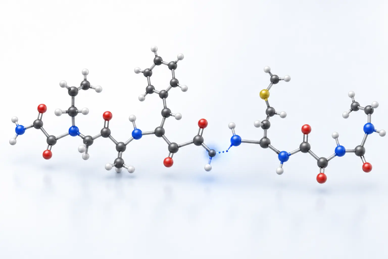 Amino acid molecular models forming a peptide bond